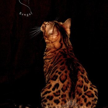 chat Bengal brown spotted / rosettes Owlie de Miss Cat Enjoy Chatterie du Rêve de Bergère