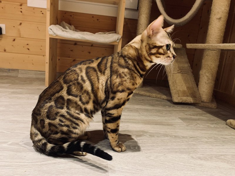 POOPY DE LAF 160390 Mâle Bengal