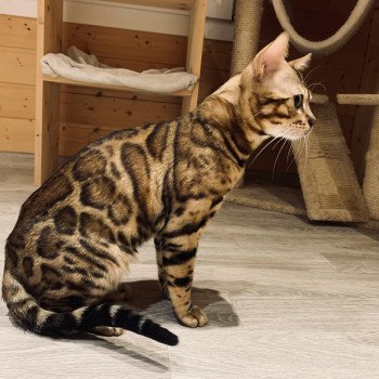 POOPY DE LAF 160390 Mâle Bengal