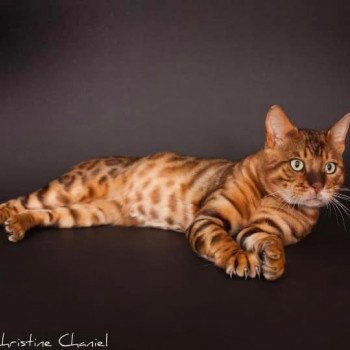 chat Bengal brown spotted / rosettes Rajah Chatterie du Rêve de Bergère