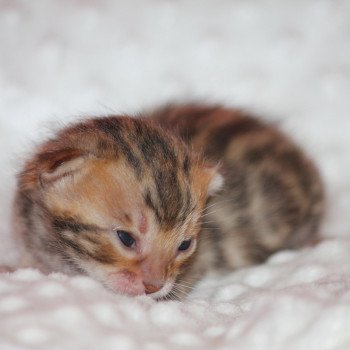 chaton Bengal brown tabby Séphyr Chatterie du Rêve de Bergère