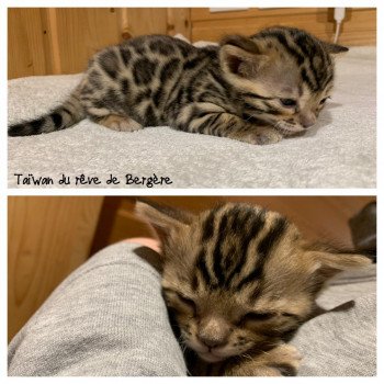 chaton Bengal spotted tabby TAÏWAN Chatterie du Rêve de Bergère