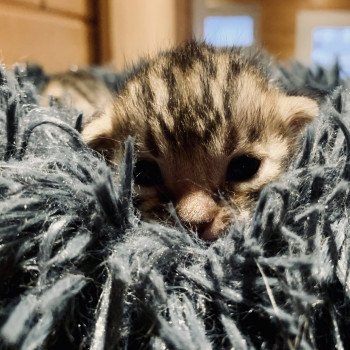 chaton Bengal brown spotted tabby TOÏA Chatterie du Rêve de Bergère