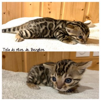 chaton Bengal brown spotted tabby TOÏA Chatterie du Rêve de Bergère