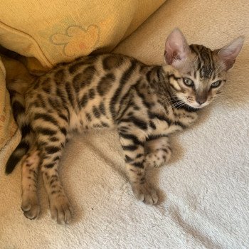 chaton Bengal brown spotted tabby TOÏA Chatterie du Rêve de Bergère