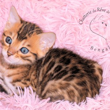 chaton Bengal brown spotted / rosettes UCHKA Chatterie du Rêve de Bergère