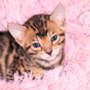 chaton Bengal brown spotted / rosettes UZZIE Chatterie du Rêve de Bergère