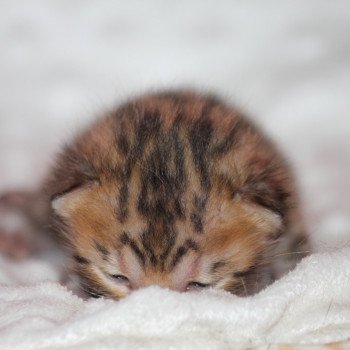 chaton Bengal brown tabby WINI Chatterie du Rêve de Bergère