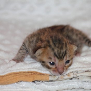 chaton Bengal brown tabby YSIS Chatterie du Rêve de Bergère