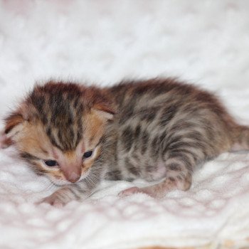 chaton Bengal brown tabby ZELDA Chatterie du Rêve de Bergère