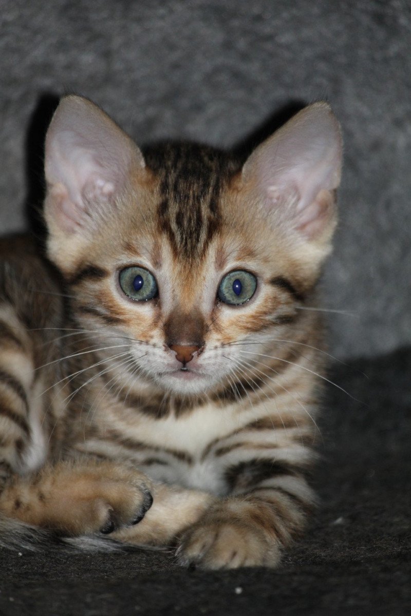 ZELDA DU RÊVE DE BERGERE Femelle Bengal