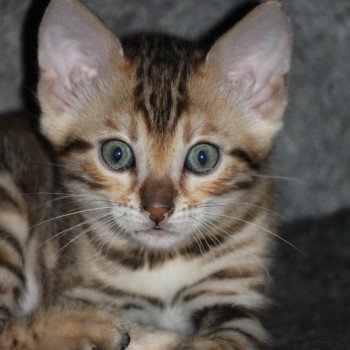 chaton Bengal brown tabby ZELDA Chatterie du Rêve de Bergère